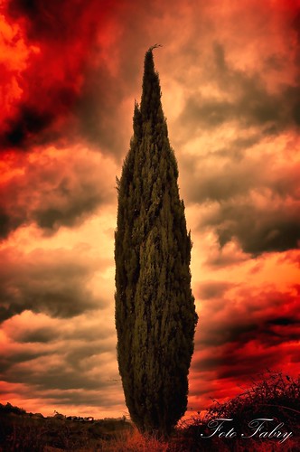 Pino by Vitafabrizio64, nikon italia nuvole albero pino rosso marche