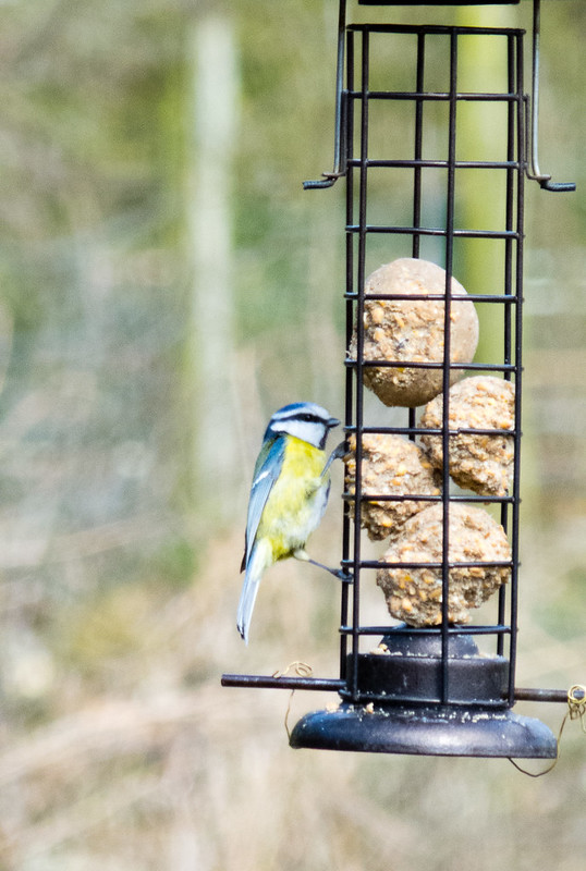 Blue tit on a bird feeder, Northycote