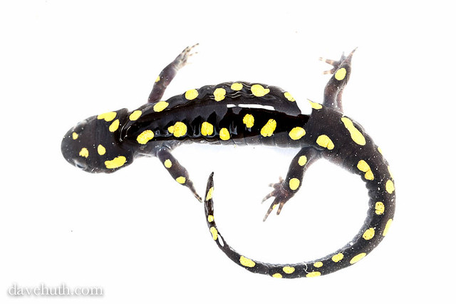 Spotted Salamander (Ambystoma maculatum) - swimming (whitebox)