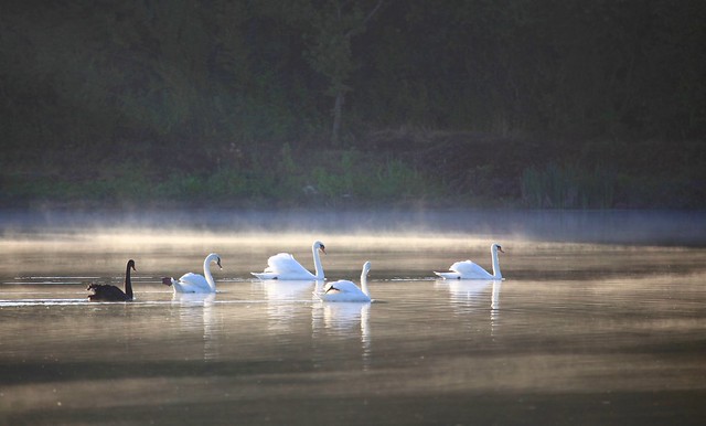 Swans / Cygnes