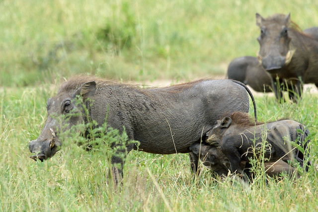 Warthog, Tarangire, Tanzania