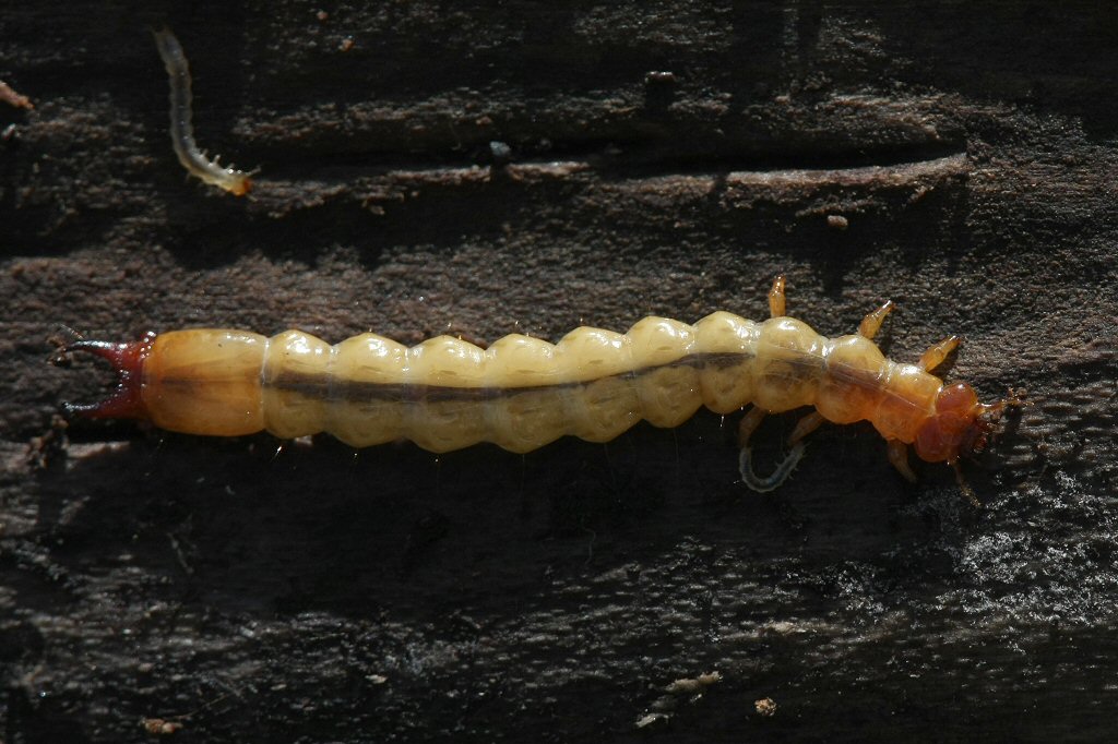 Dendroides canadensis - Cincinnati, Ohio, USA - March 19, 2012