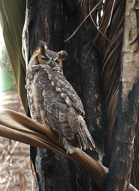 IMG_0235-1 great horned owl b