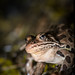 Flickr photo 'Northern Leopard Frog (Rana pipiens)' by: DaveHuth.