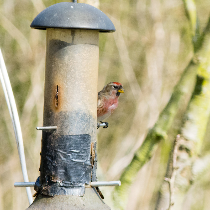 Redpoll on a bird feeder