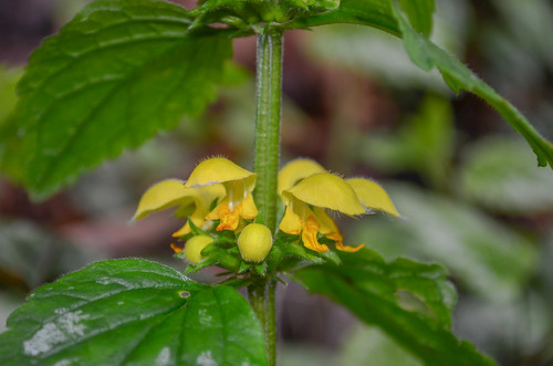 <p><i>Lamium galeobdolon</i>, Lamiaceae<br />
Colony Farm Regional Park, Coquitlam, British Columbia, Canada<br />
Nikon D5100, 18-55 mm f/3.5-5.6<br />
April 14, 2013</p>