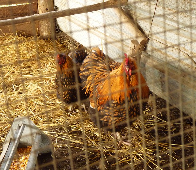 New Gold Lace Orpington cock and hen waiting to join the flock