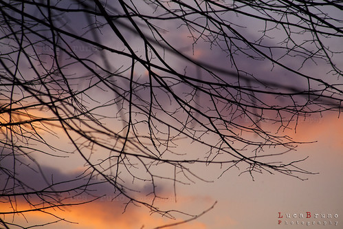 Trame by Bruco Luna [Open your Mind], Trame create dai rami al tramontopluca canon eos 5d borgo san lorenzo tramonto rami alberi trame tra