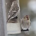 Flickr photo 'Carduelis flamea (Common Redpoll) - male (top); female (lower)' by: Arthur Chapman.