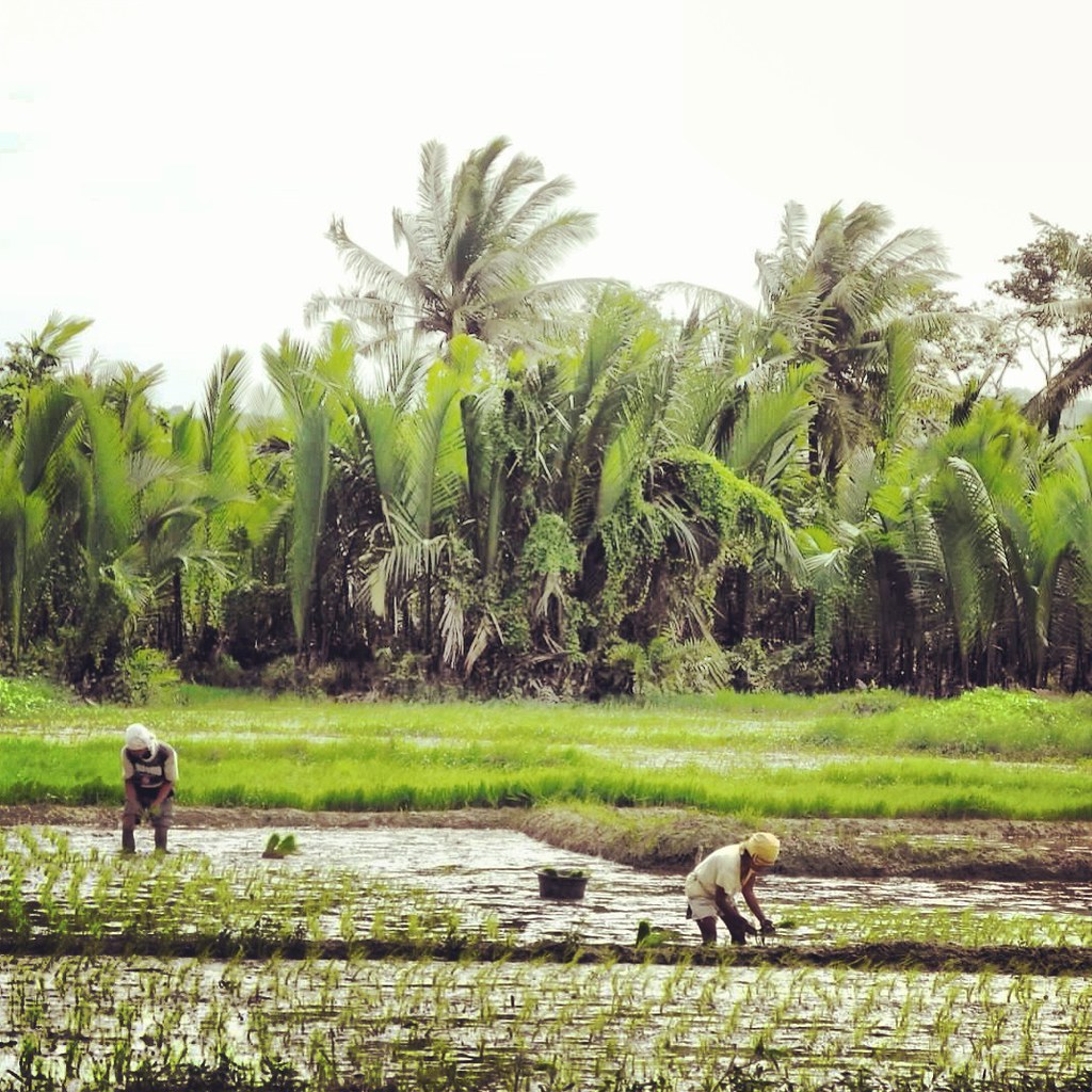 Nagtatanim ng Palay. Planting rice. The shot I was determi… | Flickr