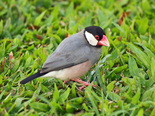 Java Sparrow | by MLK6615