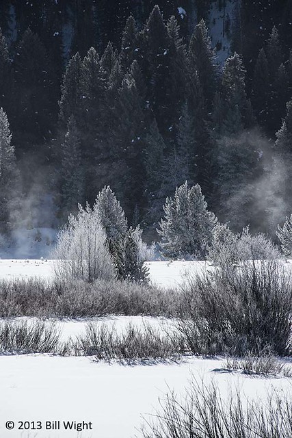 Grand Teton Winter Trees