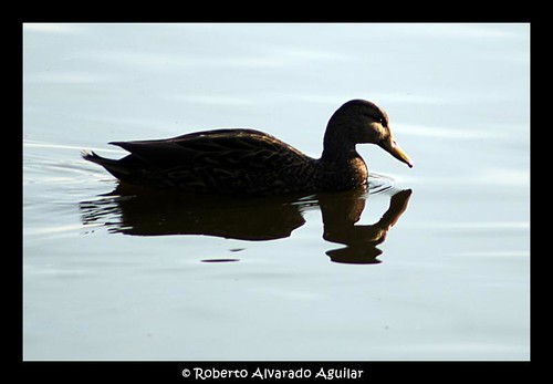 DSC07689 by Roberto Alvarado Aguilar, sunset lake bird nature mexico lago flight ave xochimilco vuelo pelicano lacustre parqueecologico