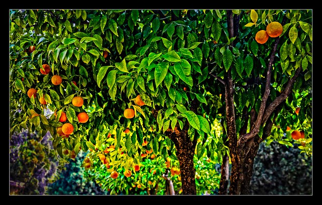 Alhambra Oranges