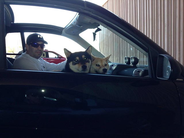 shibas rinji and mika, along with their human, are bright-eyed and ready to go