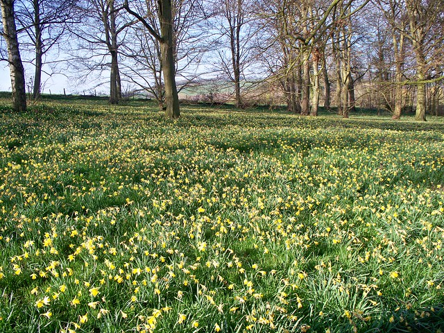 Dymock & kempley Daffodils