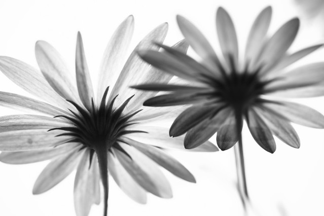 Flowers: Black & White