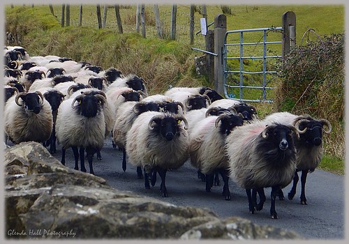 road ireland irish fence spring fuji sheep wildlife finepix april countyleitrim leitrim eastermonday glencar hff exr 2013 hillsheep f770 happyfencefriday glendahall
