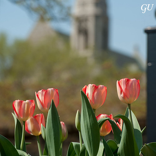 Spring Tulips at Georgetown