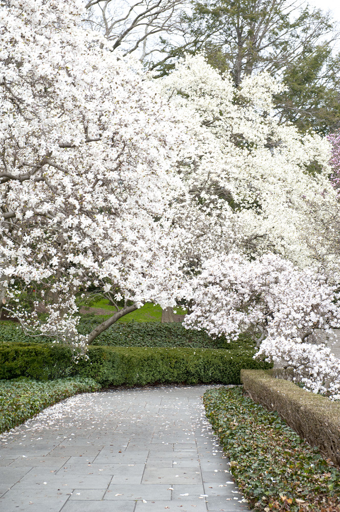 Flowering Magnolia Trees At Brooklyn Botanic Garden Brook Flickr