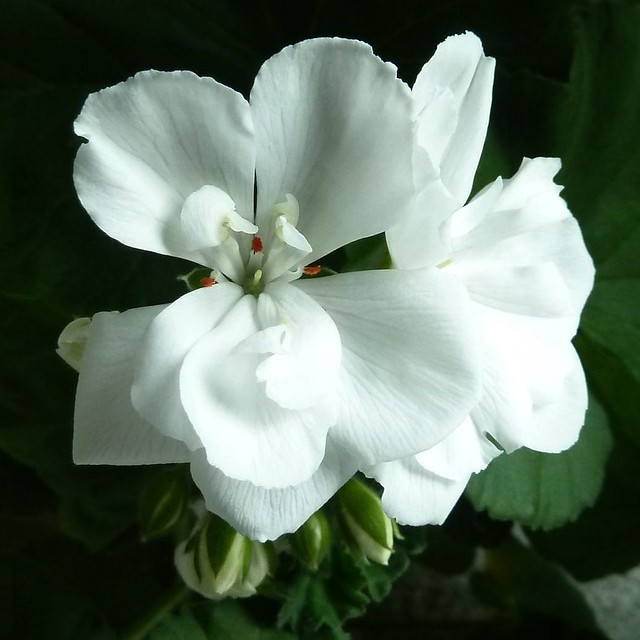 Wheaton, IL, White Geranium Flower (in Explore, 4/25/13 #24)