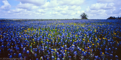 flowers 120 film mediumformat geotagged texas bluebonnet panoramic wildflower filmscan texaswildflowers lupinustexensis 21panoramic 6x12 horseman612 horseman6x12 horseman6x12panoramiccamera geo:lat=29971851213117247 geo:lon=9652553558349615