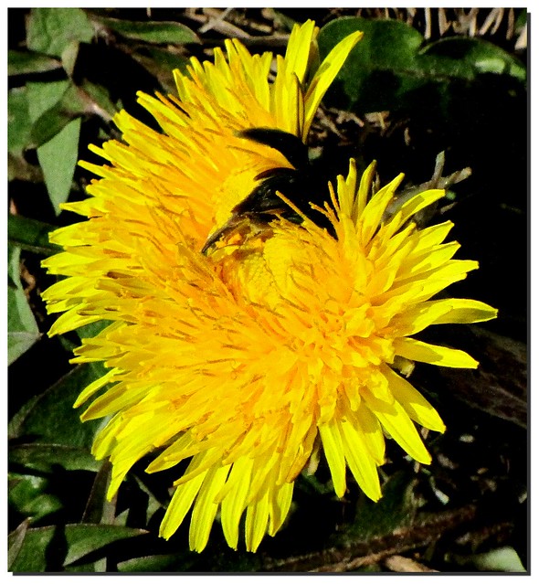 spring in process:  dandelion just opening