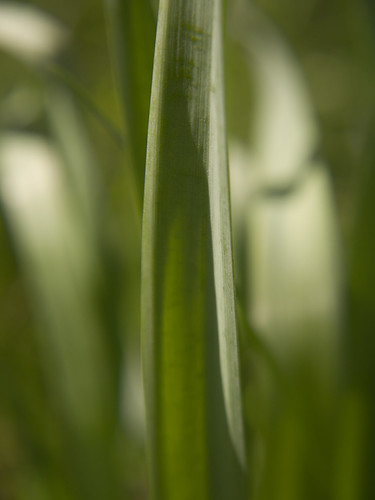 Daffodil Leaf Closeup | by Wardandrew