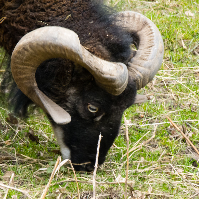Soay ram