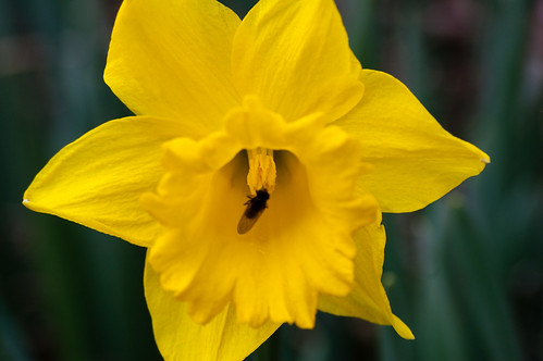 Daffodil with a small fly