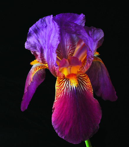 iris flower macro nature fleur flor softbox reflector macrolens macrophotography reflectedlight directionallight offcameraflash tabletopphotography yn560ii yongnuorf603n