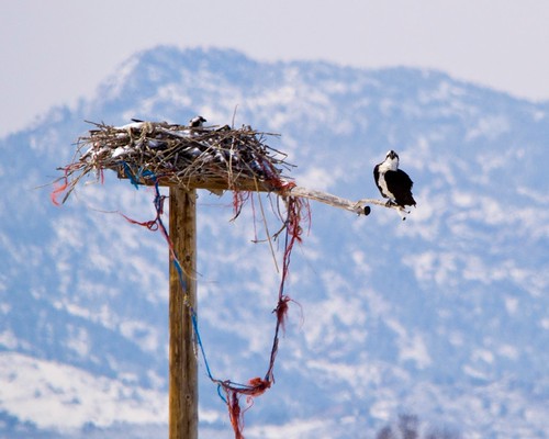 Equalizer Pond Osprey | by djodcolo