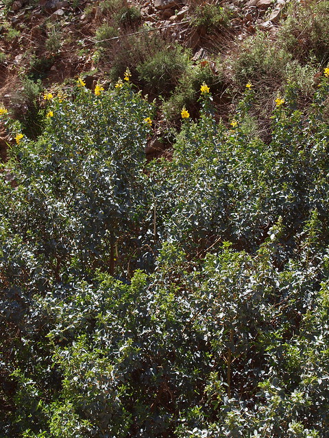 Adenocarpus anagyrifolius Cosson & Balansa ?