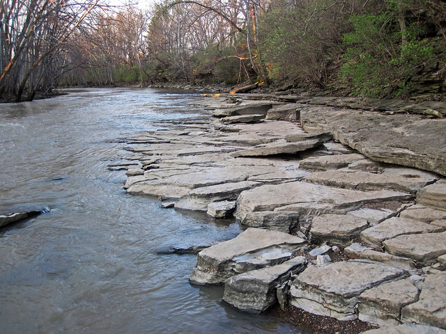 Fossiliferous limestone (Columbus Limestone, Middle Devonian; Olentangy River at Lazarus Run confluence, Delaware County, Ohio, USA) 1