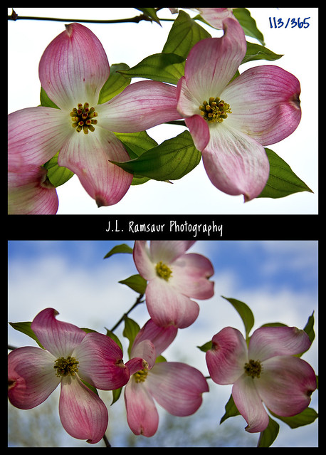 113/365 - Pink Dogwood Blossoms