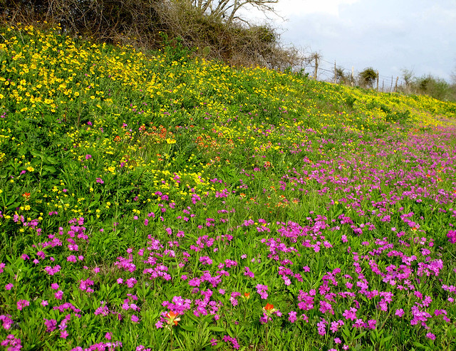 Wildflowers at LBJ State Park, Stonewall