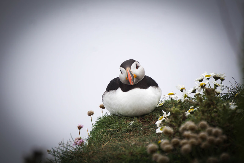 More Puffins for your delight