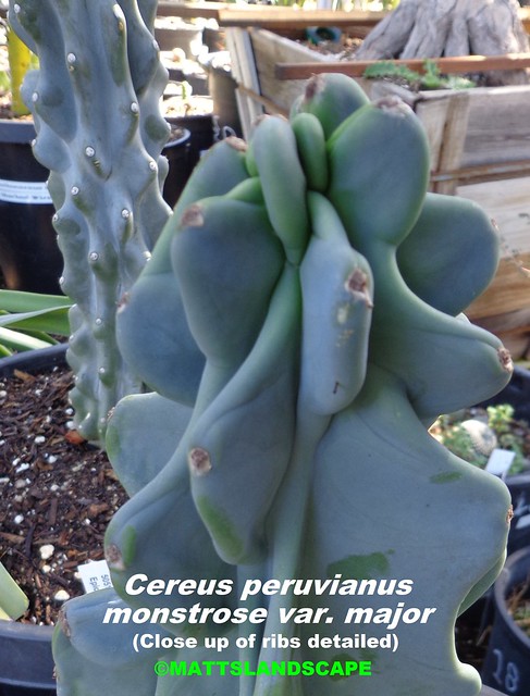 Cereus peruvianus - monstrose var. major (Pic #2 close up ribs- stock plant 15 gallon size @ Epicacti Nursery)