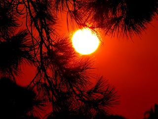 Sunset at Ruffey Park ==> golden needles  EXPLORED 9/4/13