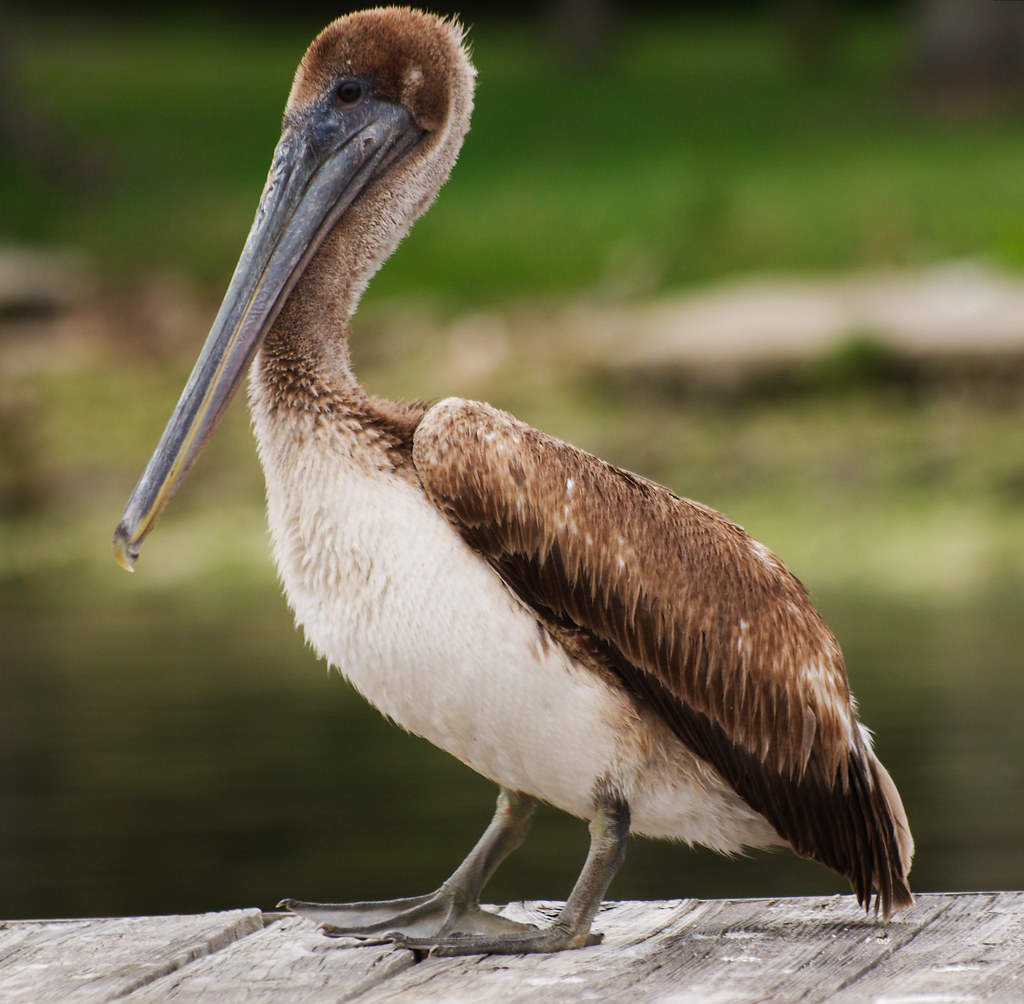 Juvenile Brown Pelican | OLYMPUS DIGITAL CAMERA | Flickr
