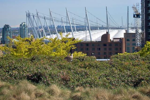 VPL's Green Roof