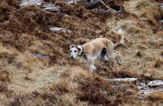 Berry the Saluki in Skye, Easter 2013 | Andrew Thomas | Flickr
