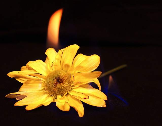 Flower Fire