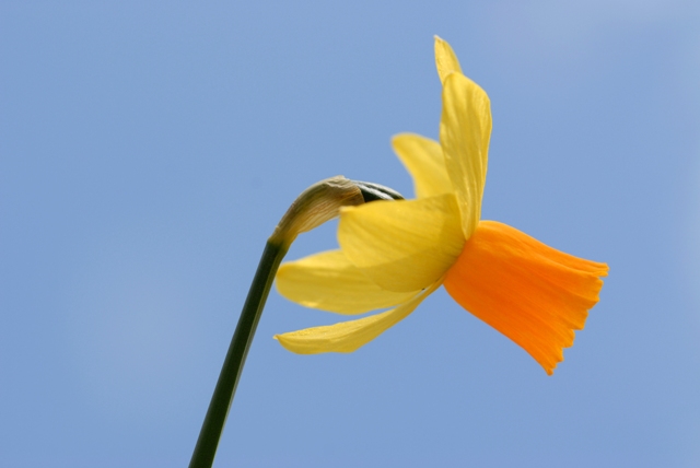 Narcis flower - Amsterdam