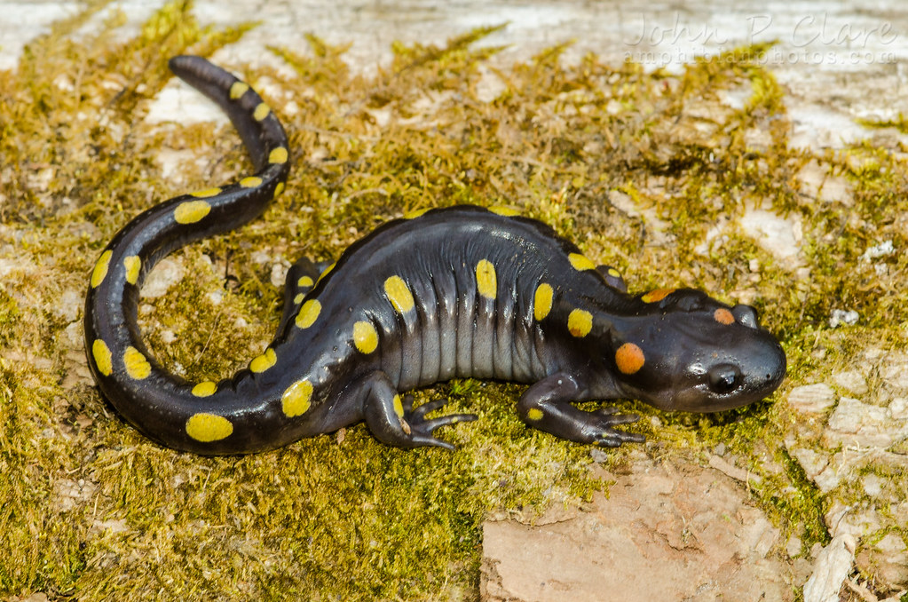 The Yellow-Spotted Salamander (Ambystoma maculatum) Care and Info – Crazy  Plants Crazy Critters