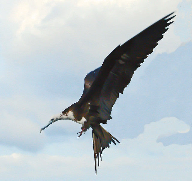 Female Frigate Bird Flying