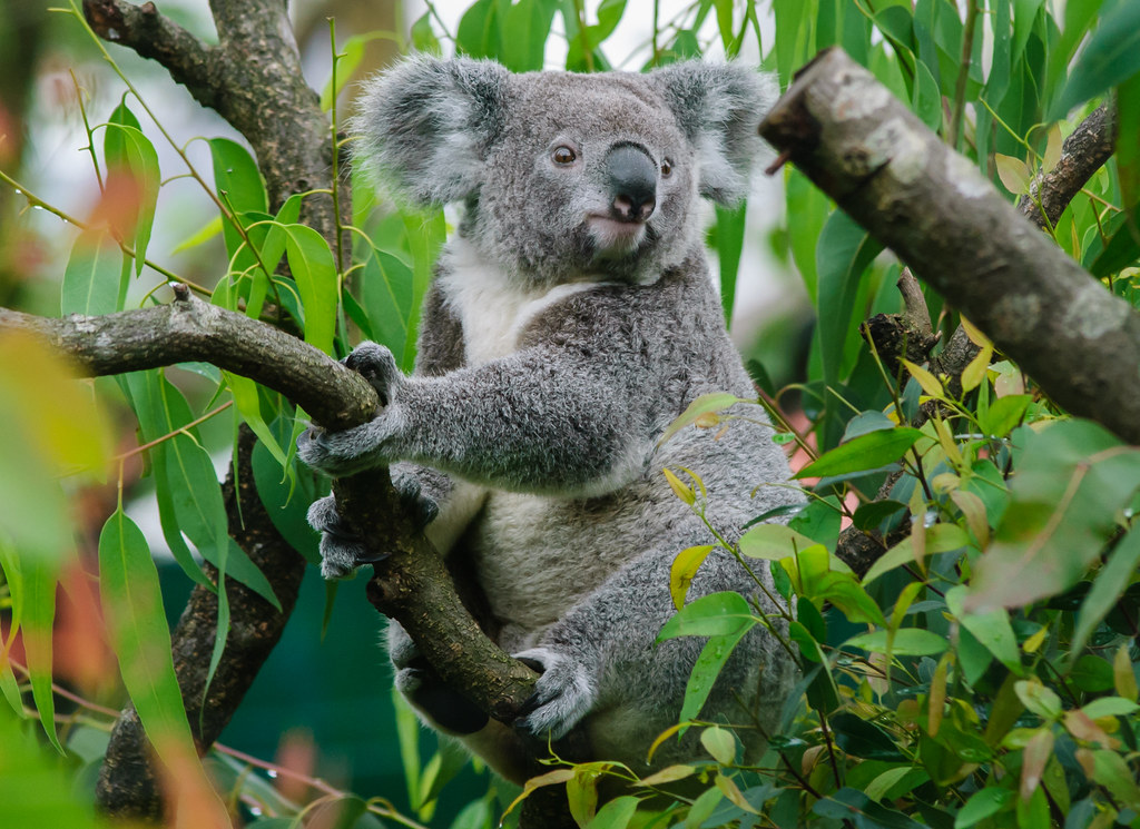 Коала относится к сумчатым. Коала в Австралии. Коала на эвкалипте. Австралия сумчатые коала. Коала эвкалиптовый мишка.