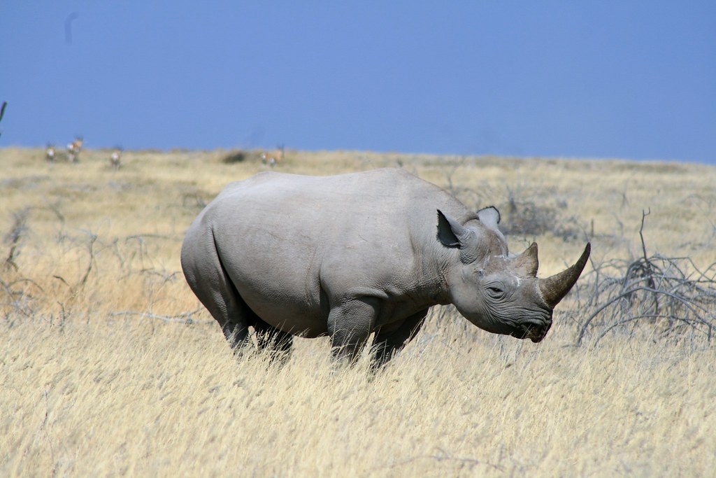 Black Rhino, Etosha, Namibia 20160801