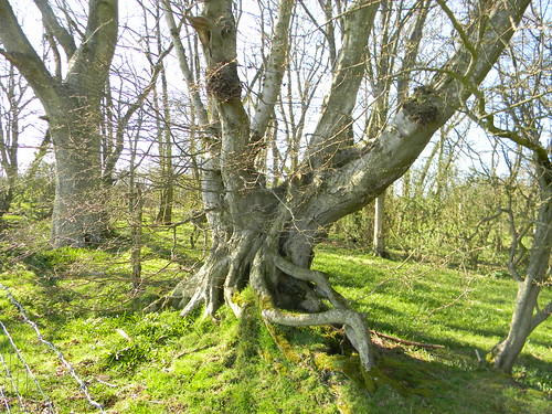 Gnarled tree with moss Robertsbridge to Battle