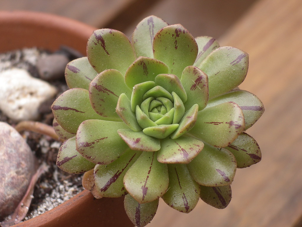 Aeonium x occidentale? | Abril 2013, From F.L. | Flickr